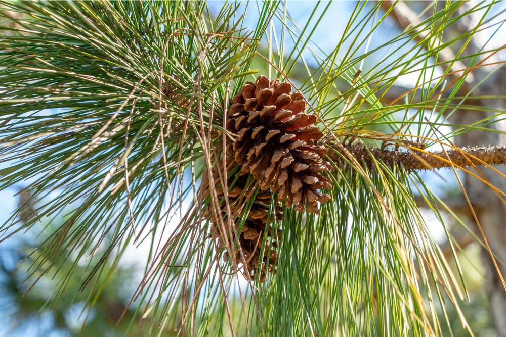 Hike shaded trails or climb the observation tower on a peaceful, affordable nature trip.