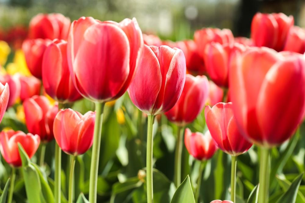 Stroll Through Blooming Beauty at Cornell Botanic Gardens