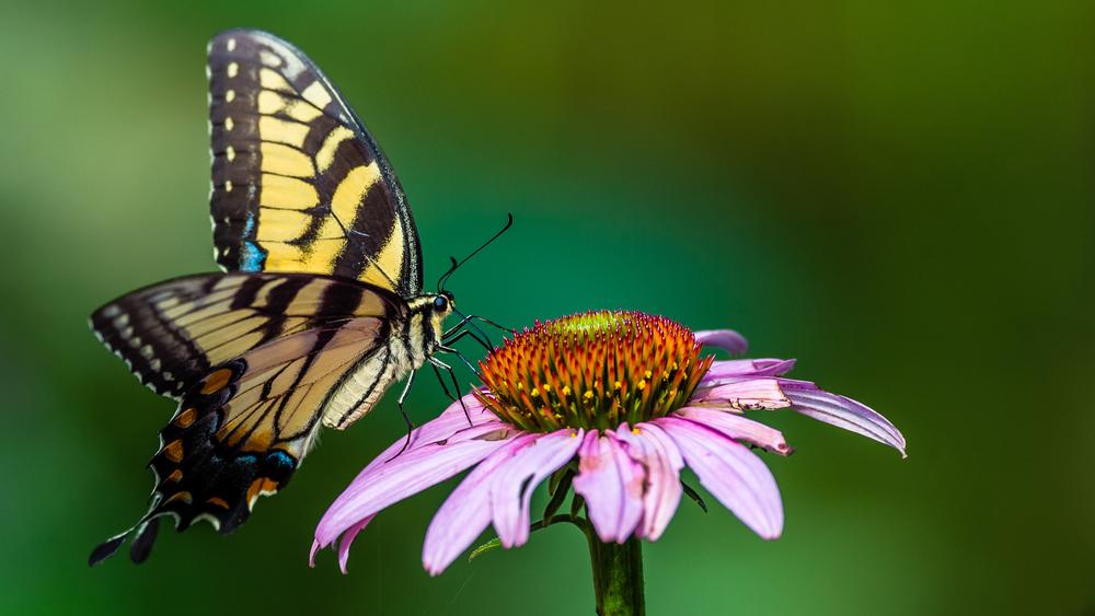 Stroll Through Blooming Landscapes at Meadowlark Botanical Gardens for a Nature Escape