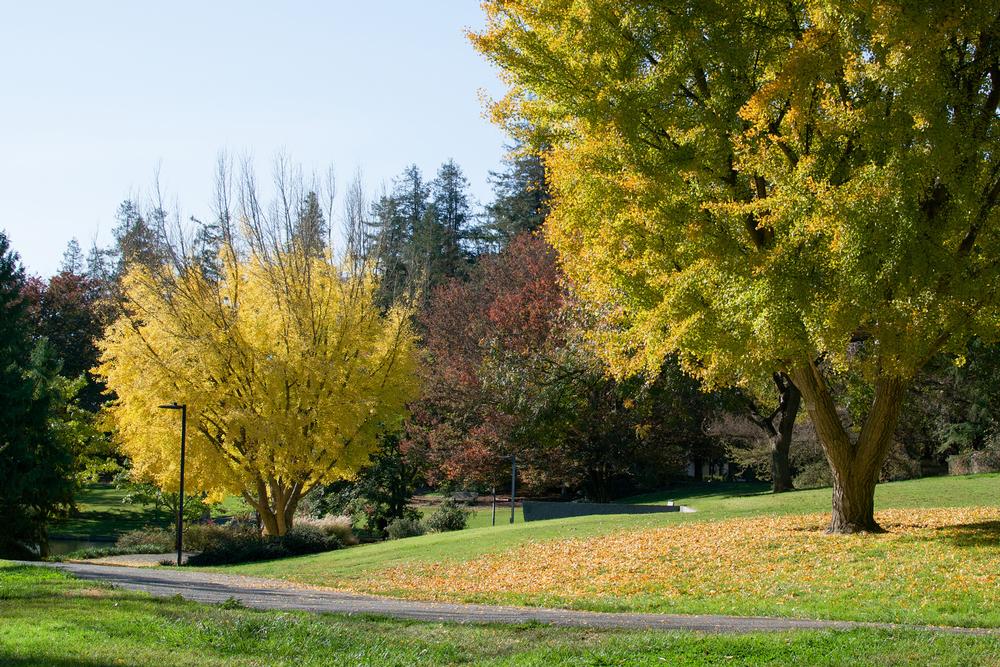 Stroll Through Botanical Beauty at the UC Davis Arboretum