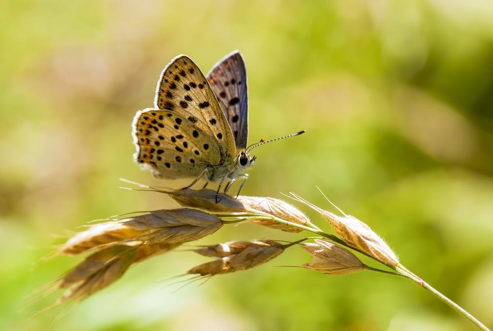 Stroll Through Botanical Beauty at Daniel Boone Native Gardens