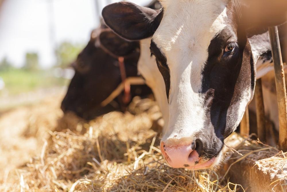 Tour, Taste, and Take Home Artisan Cheese from The Grey Barn