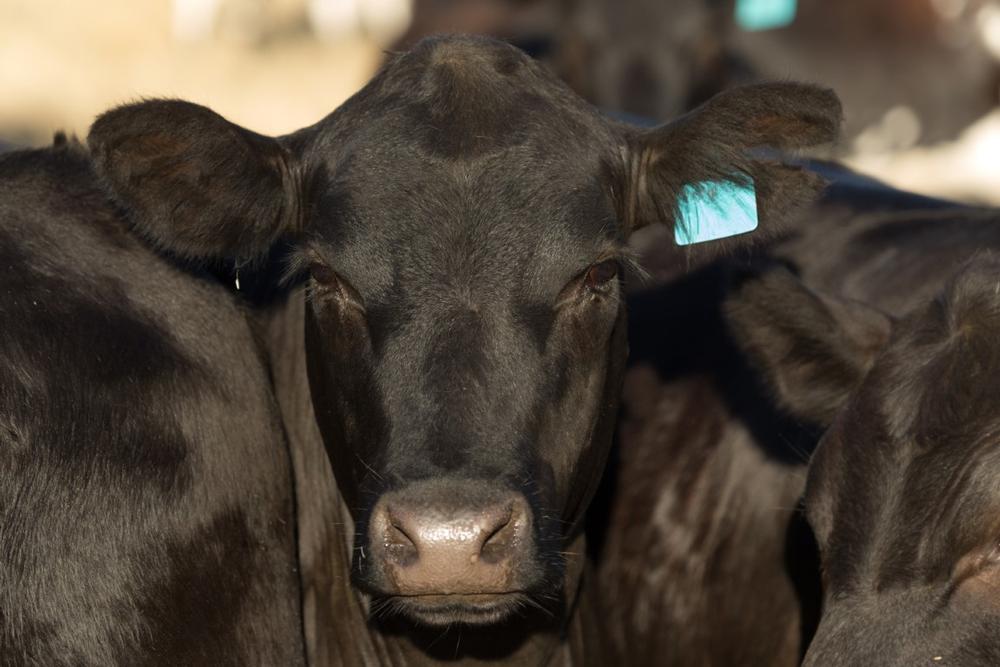 Tour a Working Farm and Shop Local Meats at Walnut Hollow Ranch