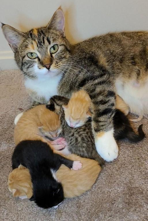 Volunteer or Visit at Best Friends Animal Sanctuary for a Heartwarming Experience