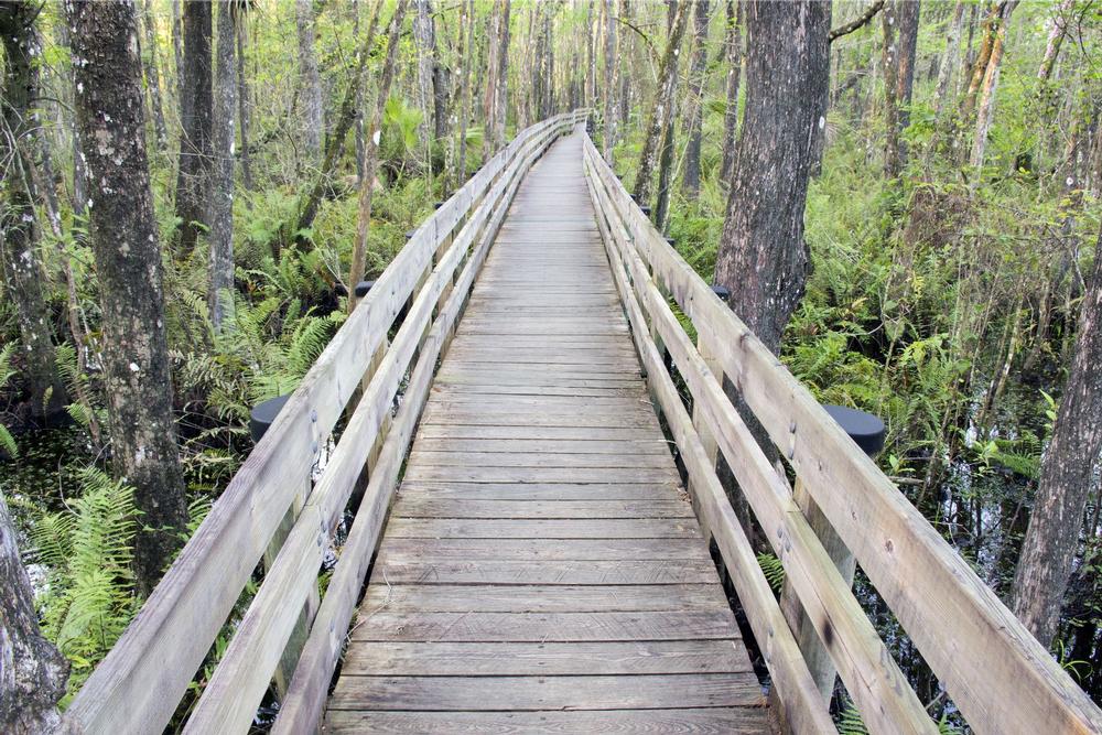 Walk Wild Trails and Spot Wildlife at Six Mile Cypress Slough Preserve