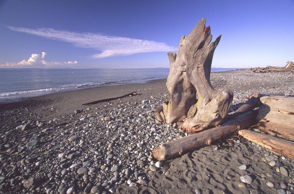 Wander Coastal Trails at Dungeness National Wildlife Refuge