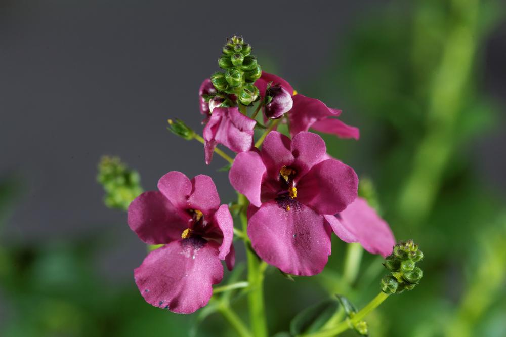 Wander Through Living Landscapes at Cornell Botanic Gardens