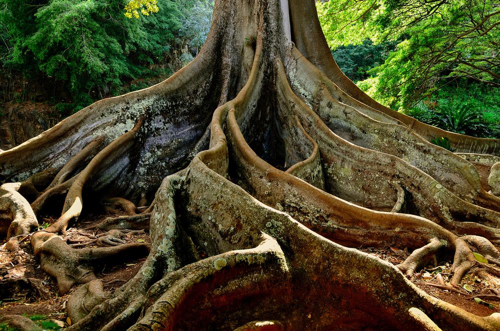 Wander Through Lush Botanical Beauty at Allerton Garden