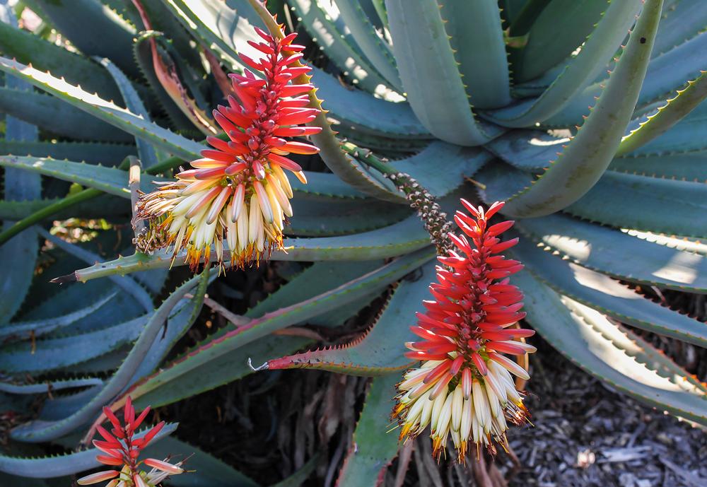 Wander Through Succulent Wonder at The Ruth Bancroft Garden and Discover Living Design