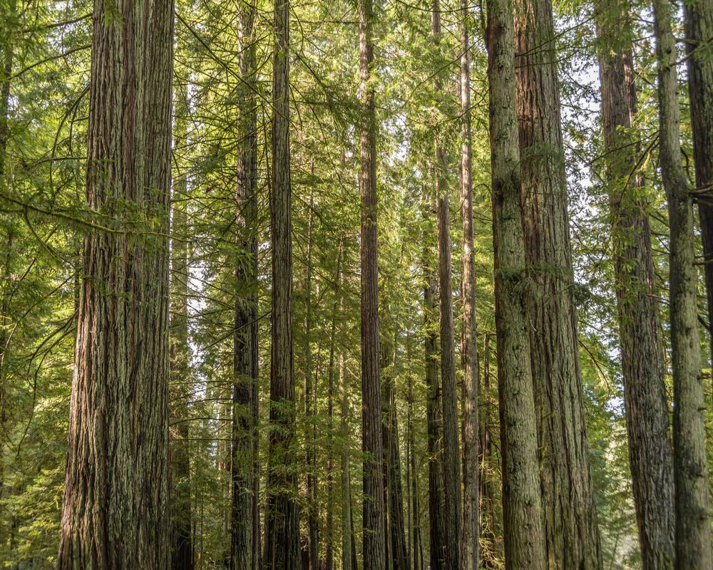 Wander Through Towering Giants at Jedediah Smith Redwoods State Park