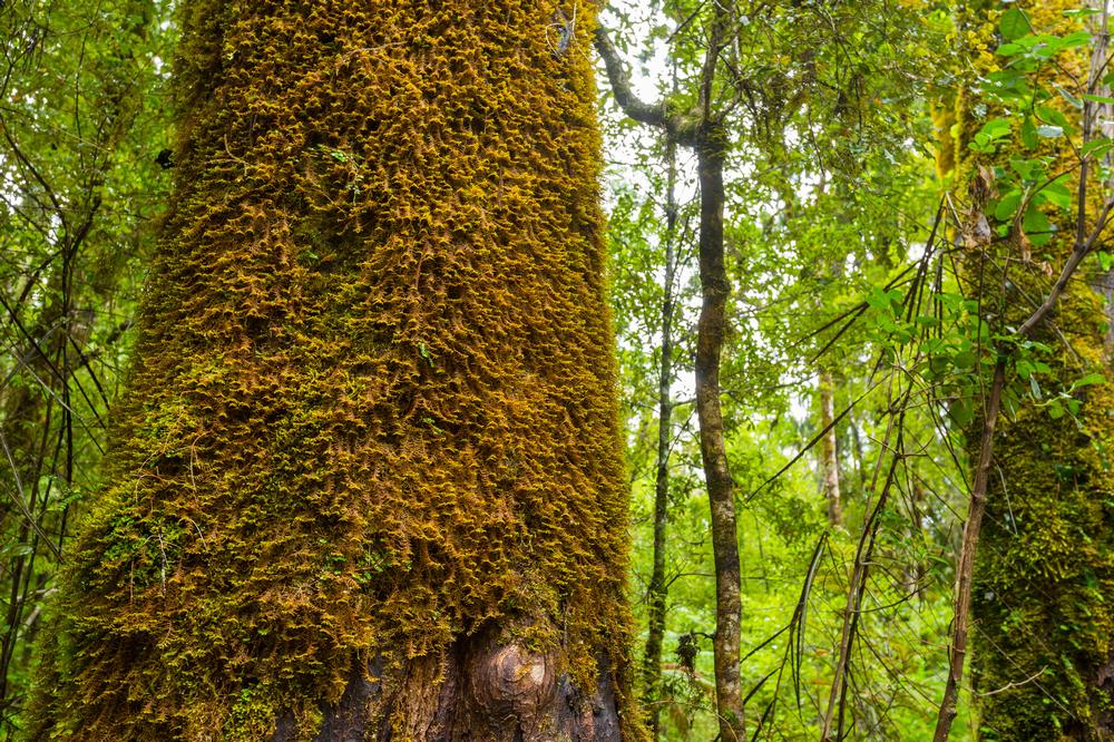 Wander Through Twisting Trails and Rare Ecosystems at El Moro Elfin Forest