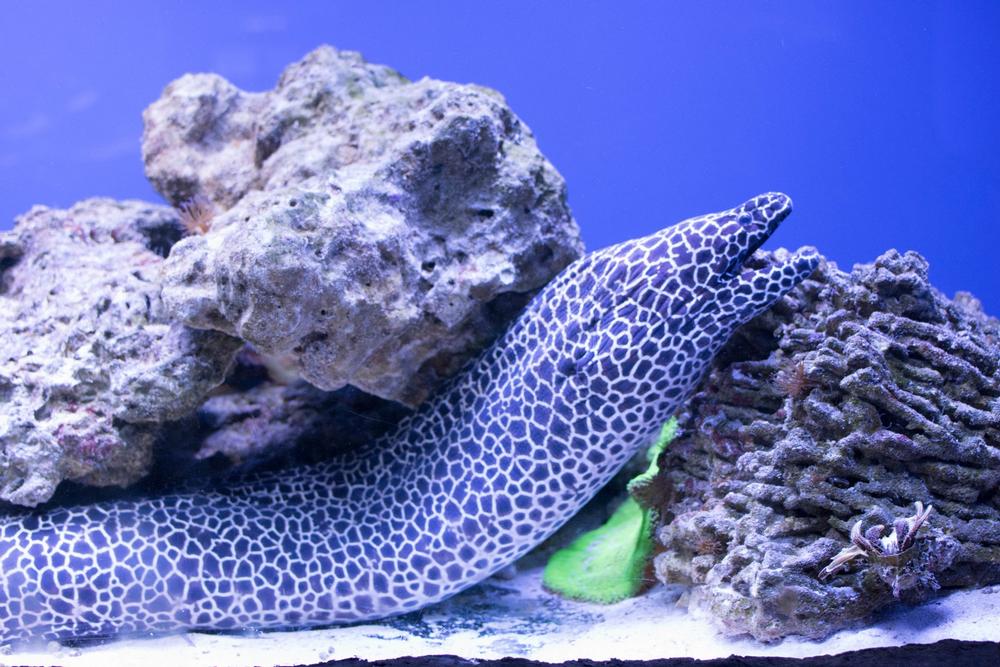 See sharks and touch stingrays at this exciting indoor marine attraction.