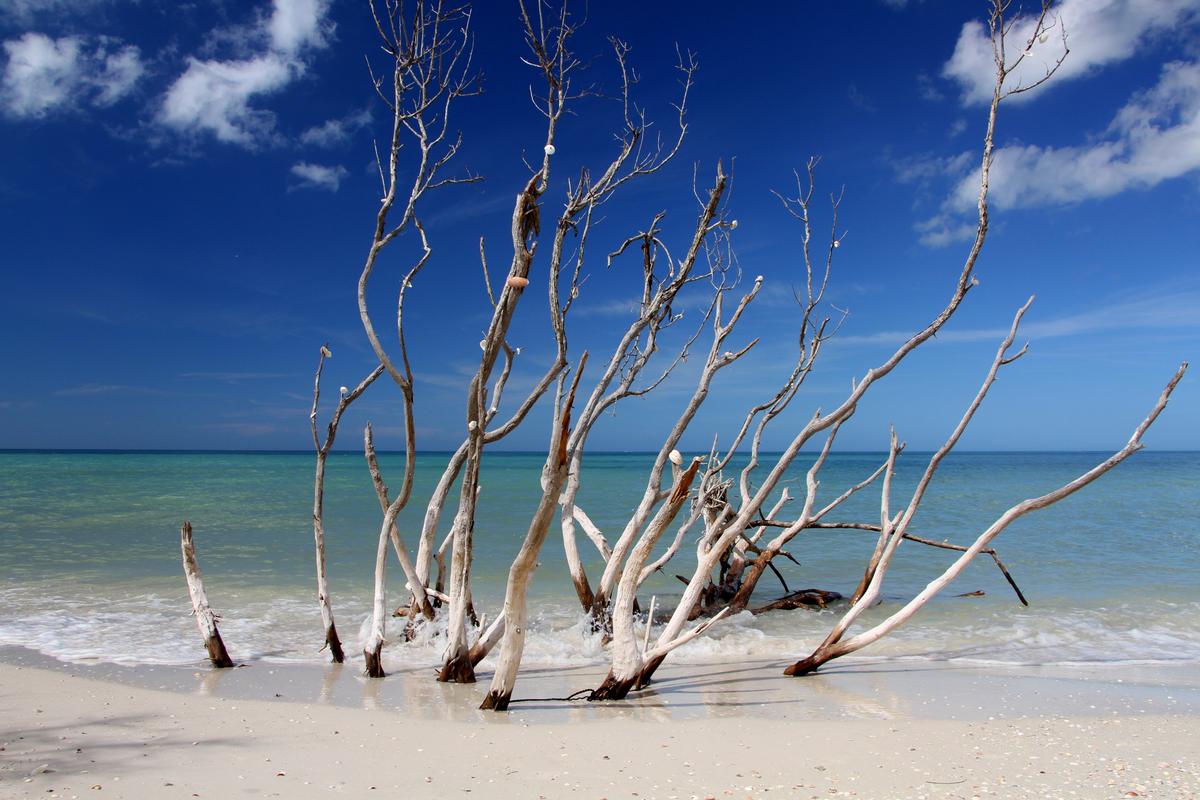 Caladesi Island State Park near Tampa