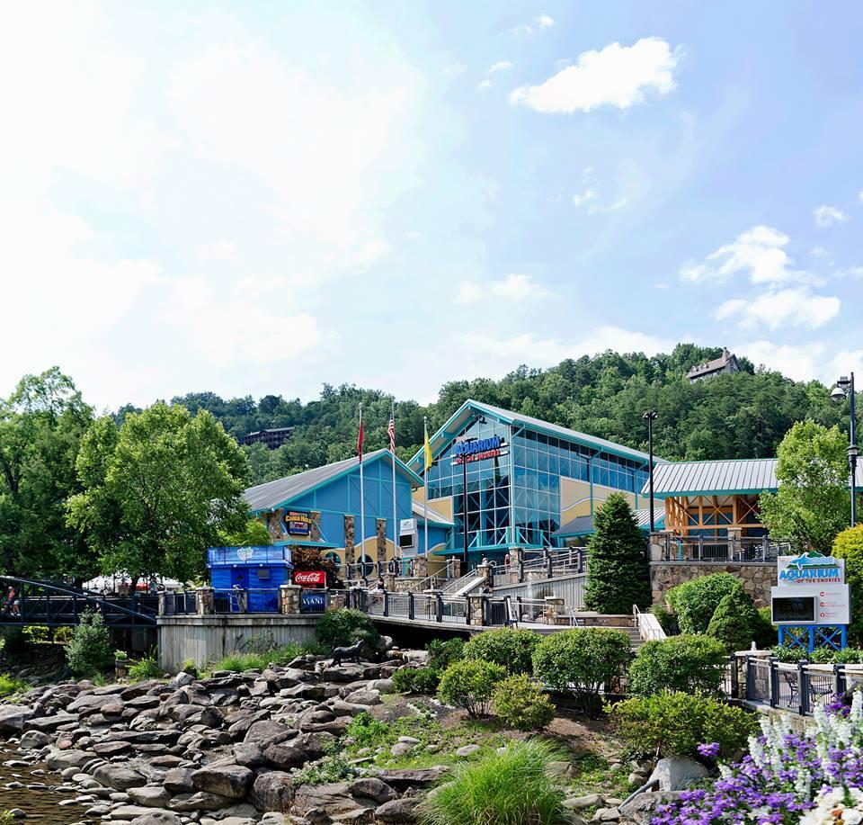 Sharks, penguins, and glass tunnels make this Gatlinburg favorite a family must