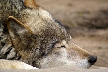 Red Wolf Sanctuary