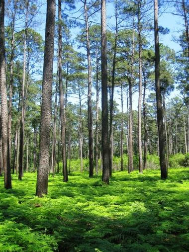 Sam Houston National Forest