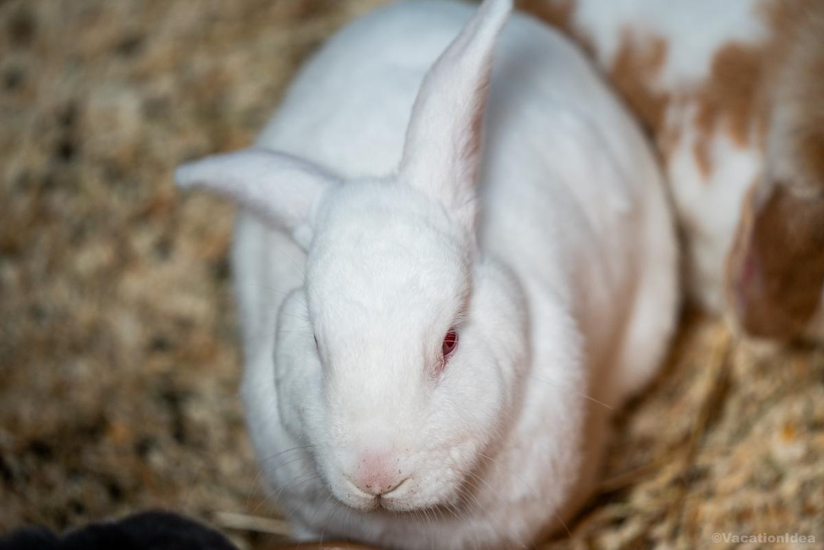 My photo of rabbits you can spot at the Wetlands