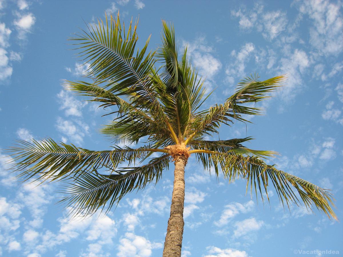 My palm tree photo on vacation