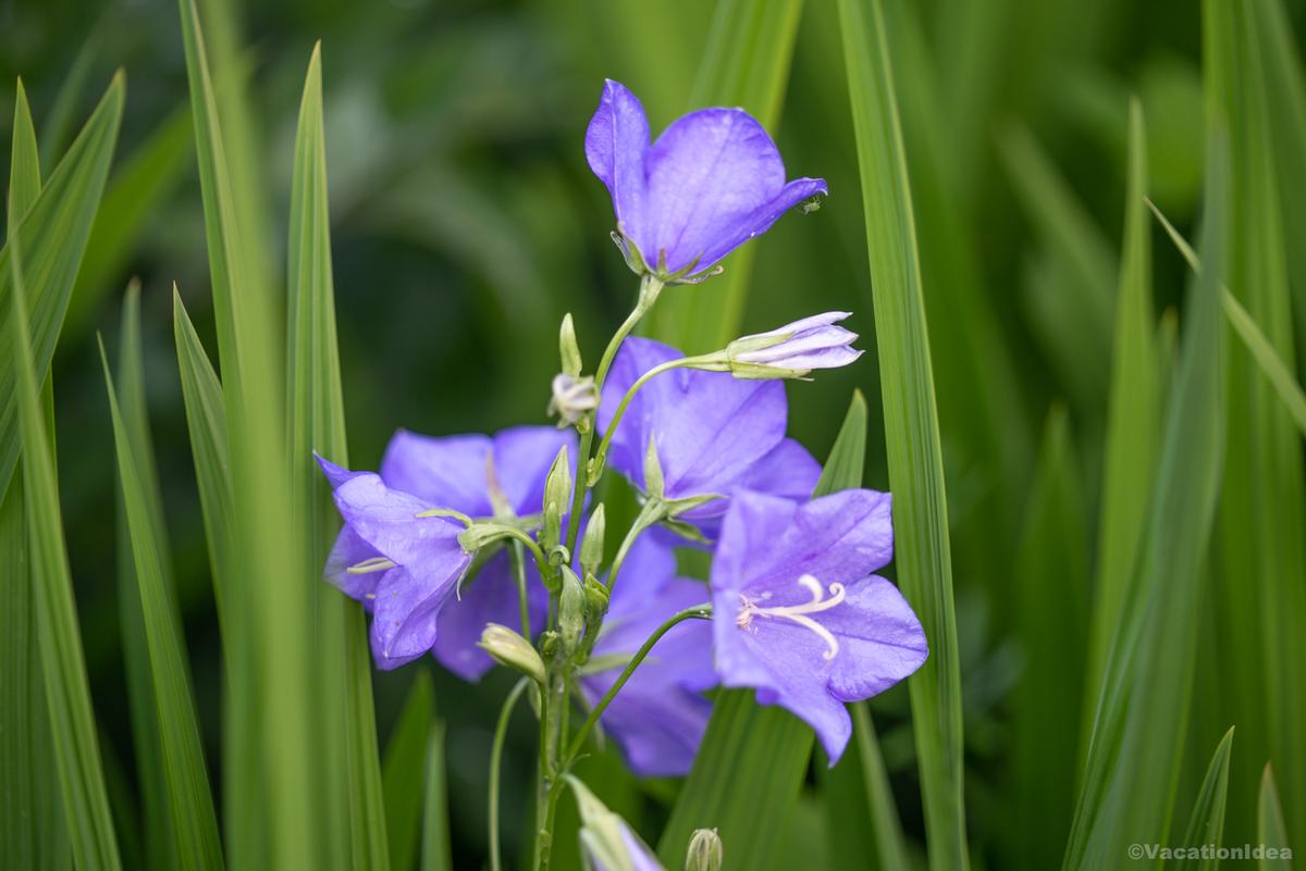 My photo of purple flowers