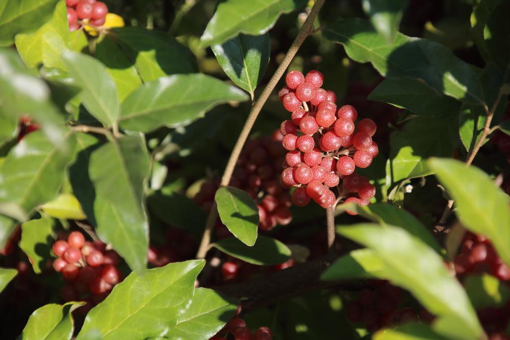 University of Alberta Botanic Gardens | Alberta, Canada: National Parks, Cities & Outdoor Fun