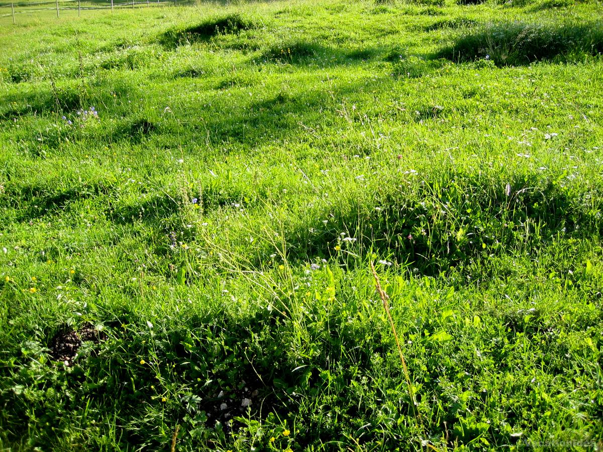 My photo of verdant trails in the spring