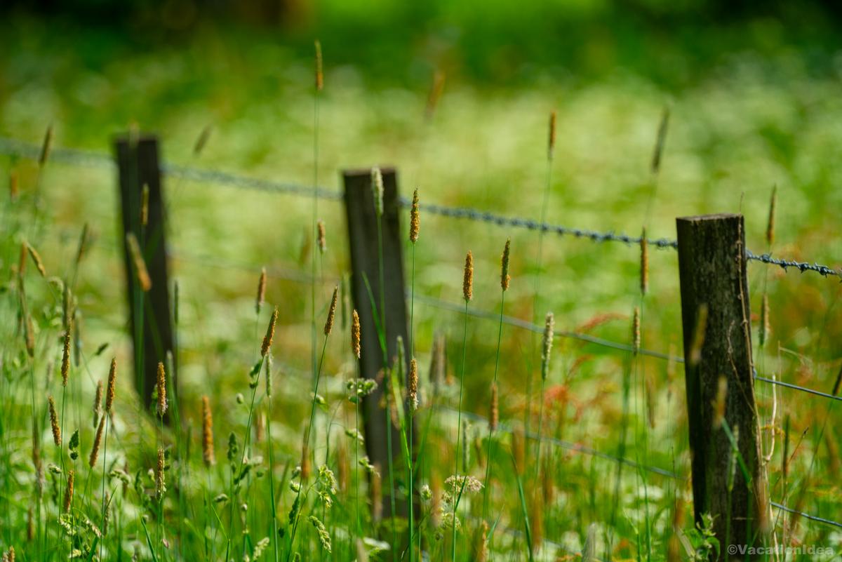 My photo in late summer