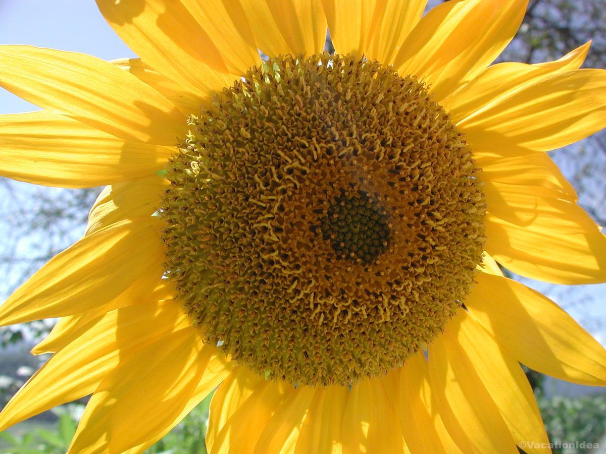 I took this sunflower photo