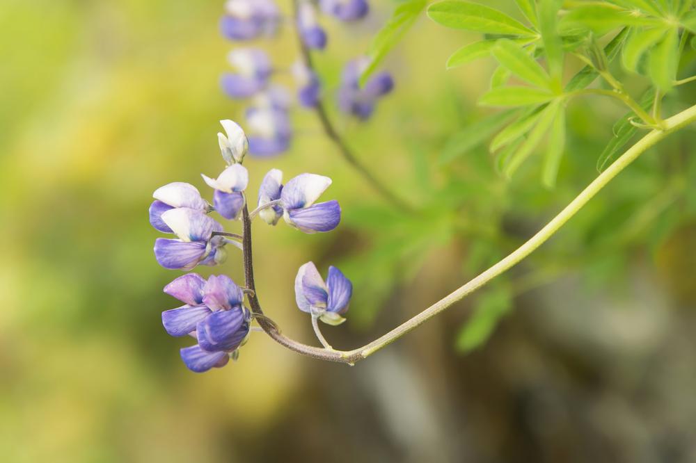Admire unique plants in Skagway.