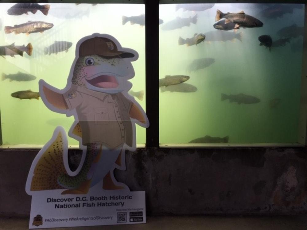 Visit the hatchery and discover local fish species with kids and family.