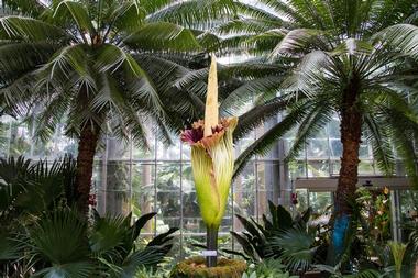 Amorphophallus titanum