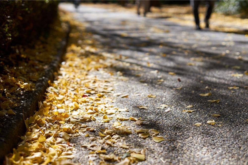 Bike, Run, or Stroll Scenic Pathways Along the Cushman Trail