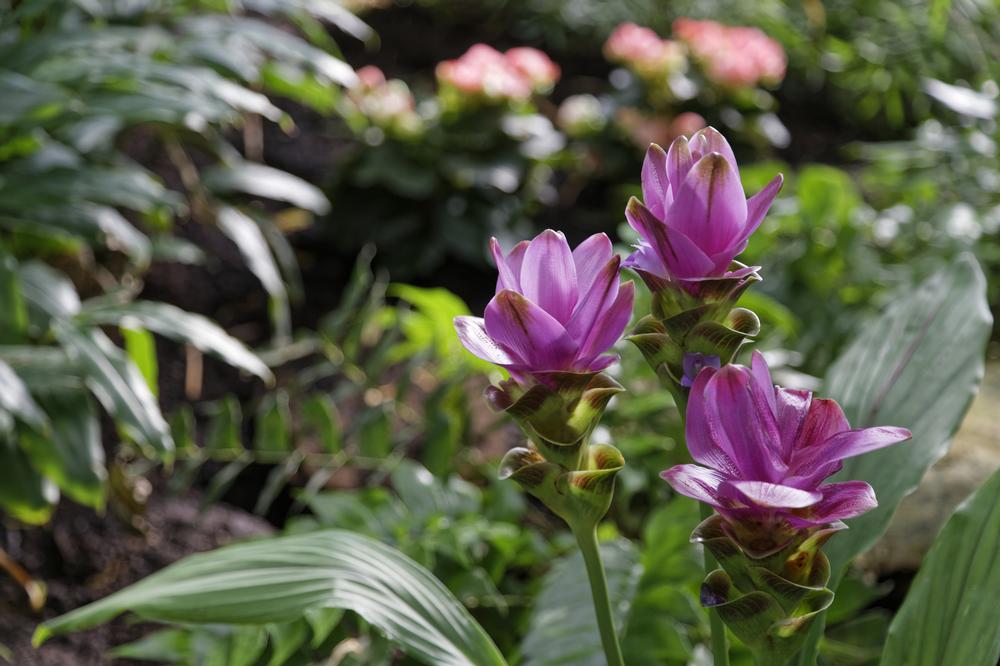 Breathe in Beauty at the Columbus Botanical Garden