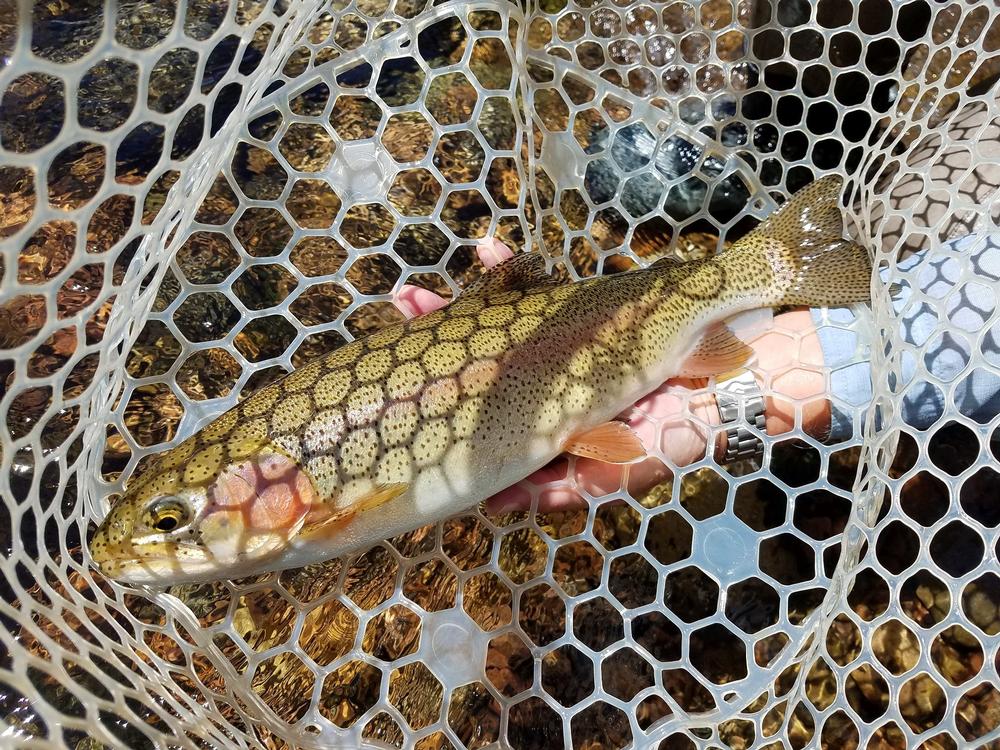Go fishing with Vail Valley Anglers