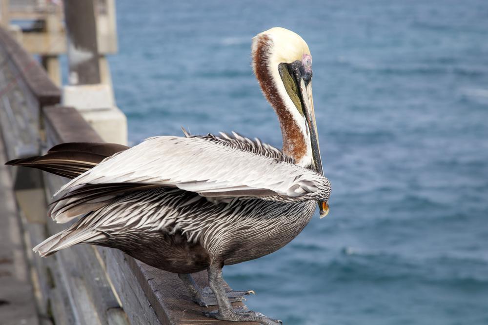 Cast a Line or Catch a Sunset at Gulf State Park Fishing Pier