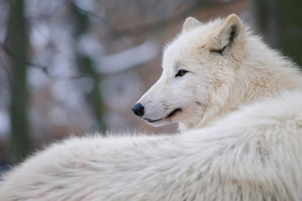 See rescued grizzlies and wolves up close in a natural habitat.