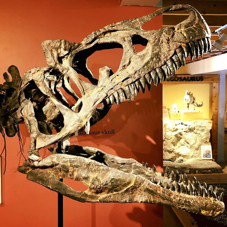 Dig Into Deep Time at Morrison Natural History Museum