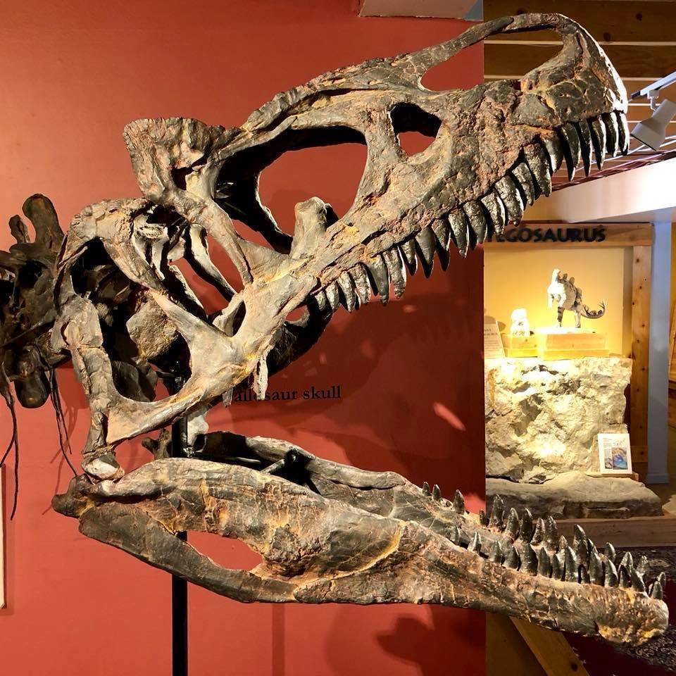 See real dinosaur fossils and learn about prehistoric discoveries.