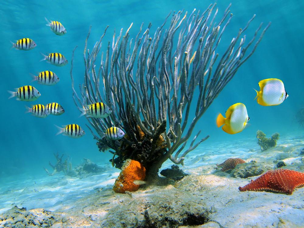 Dive into Fun: If You Love Underwater Adventures, Then Visit Seaquarium Punta Cana