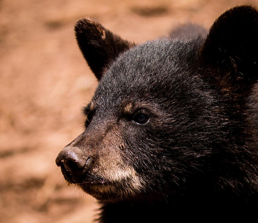 Encounter Wildlife Up Close at Bearizona Wildlife Park