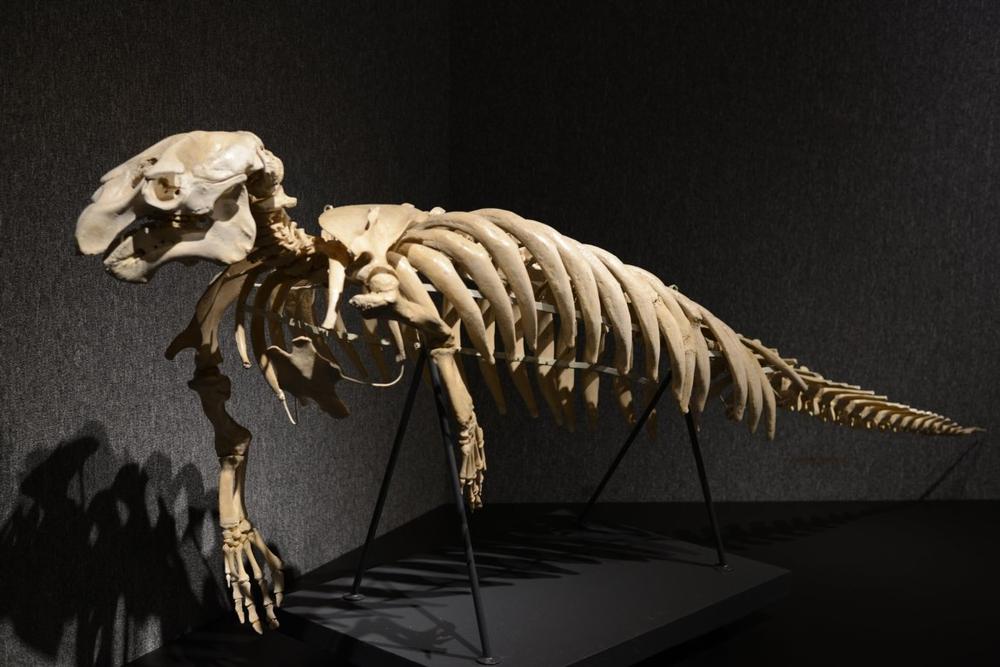 Explore Art, Science, and History Exhibits at the Museum of Arts and Sciences