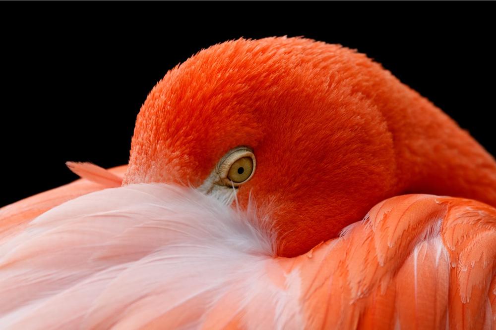 See flamingos and exotic wildlife while strolling botanical paths on a fun family outing.