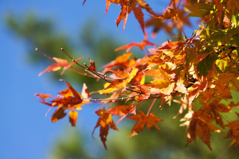 Explore Miles of Trails and Natural Wonders at Hobbs State Park