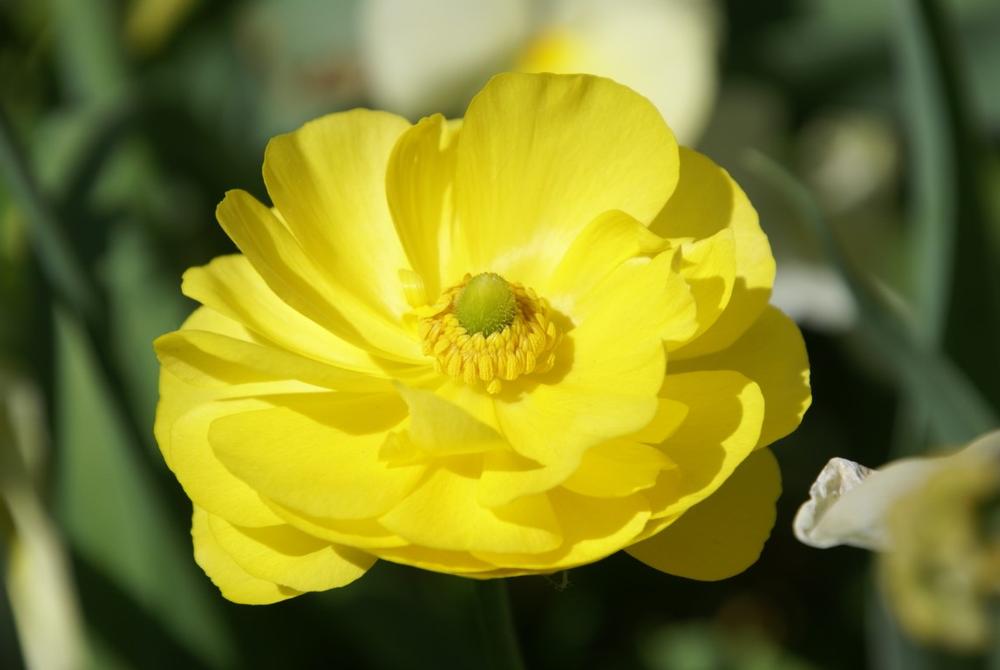 Stroll through vibrant blooms and enjoy a peaceful spring walk.