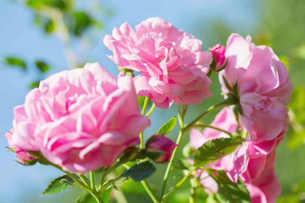 Walk along flower paths and admire colorful blooms during a peaceful spring visit.