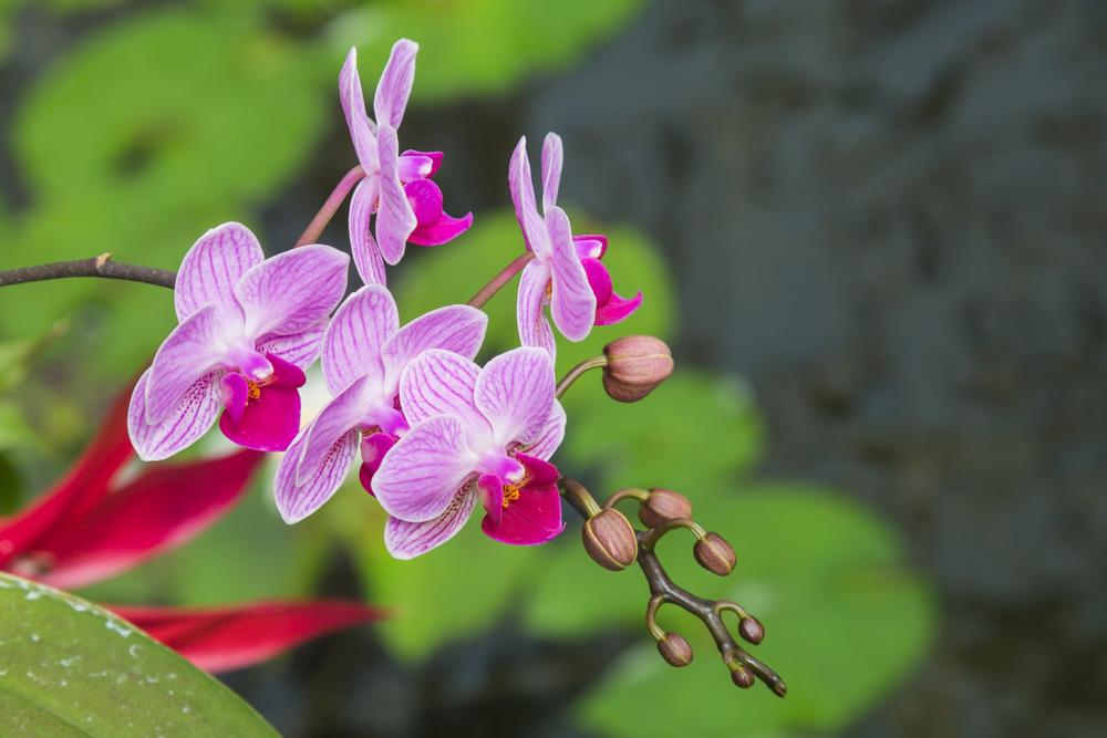 Stroll through peaceful gardens and enjoy vibrant blooms in spring.