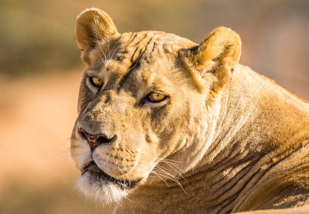 Get Close to Exotic Animals at Out of Africa Wildlife Park