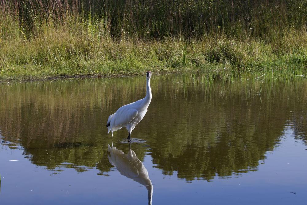 Get Inspired by the International Crane Foundation