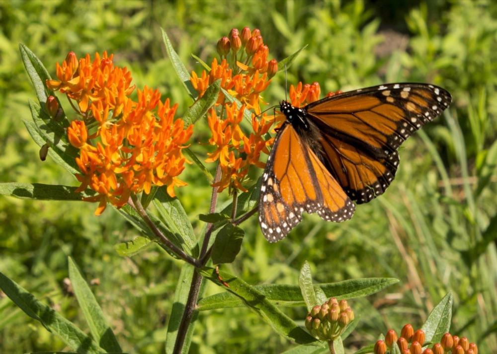 Get Wild About Nature at the Cape Cod Museum of Natural History