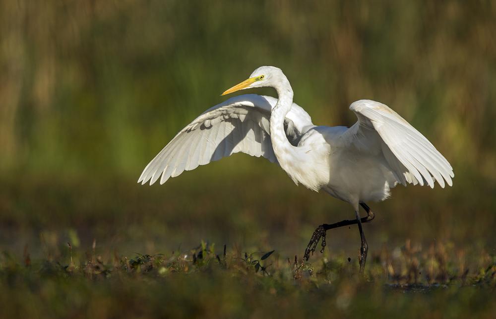 Hike, Birdwatch, and Explore Nature at Prime Hook National Wildlife Refuge
