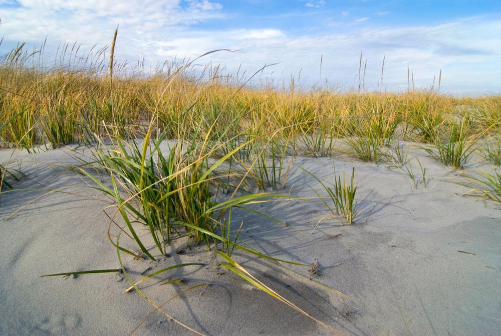 Hike, Fish, and Explore Nature at Corson’s Inlet State Park
